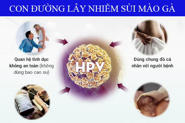 Con-duong-lay-nhiem-benh-sui-mao-ga