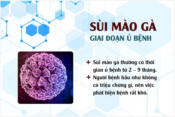 Giai-doan-sui-mao-ga